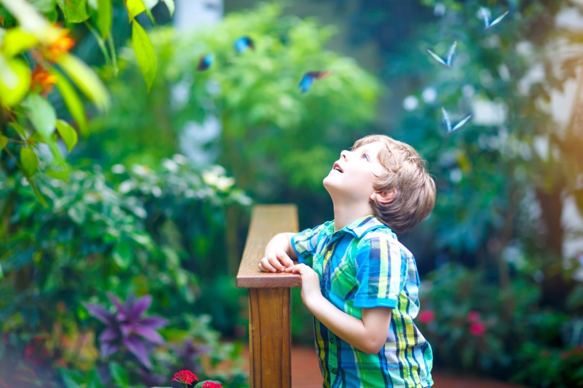 young boy in butterfly sanctuary 